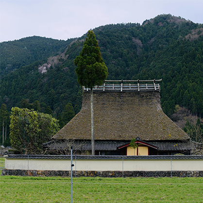 杉まる